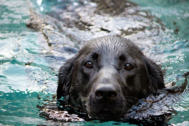 psík ve vodě