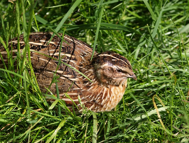 křepelka