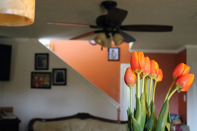 tulip